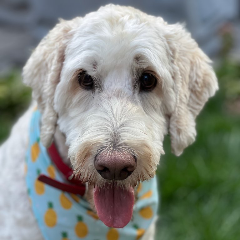 Andrew's dog, Tom