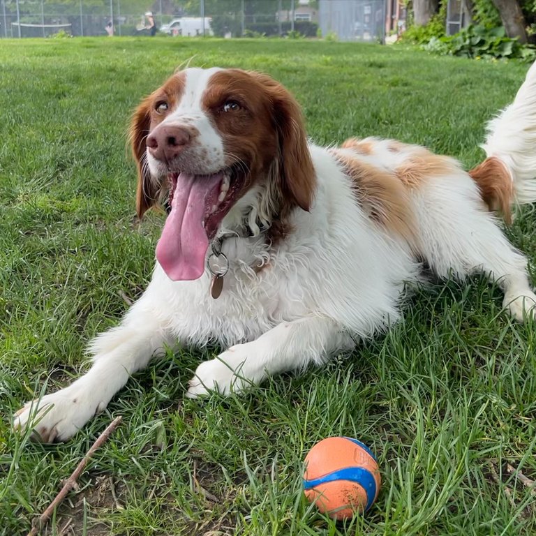 Callan's dog