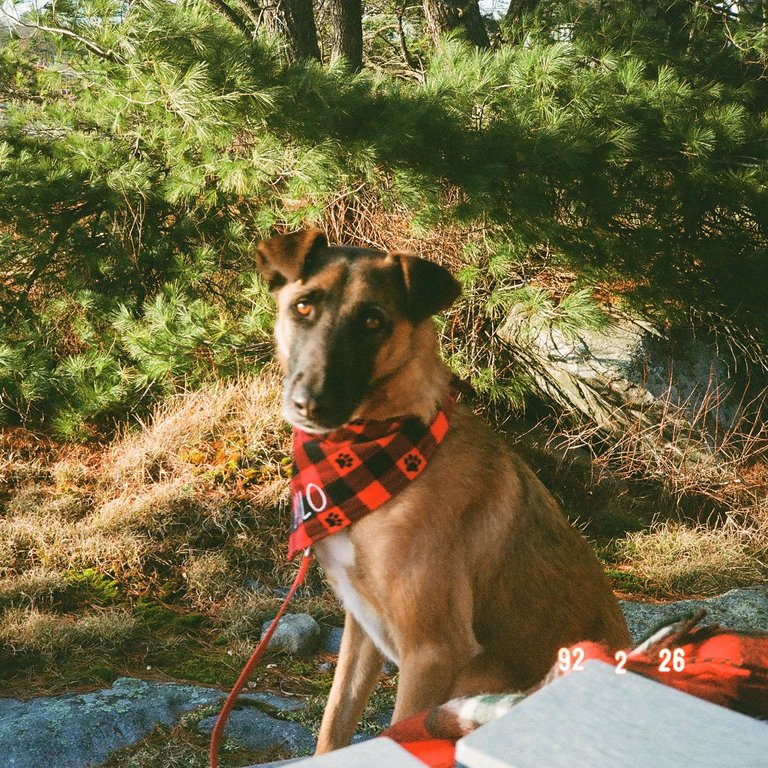 Evan's dog