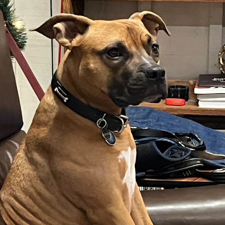 Kaitlyn's dog, Lewy