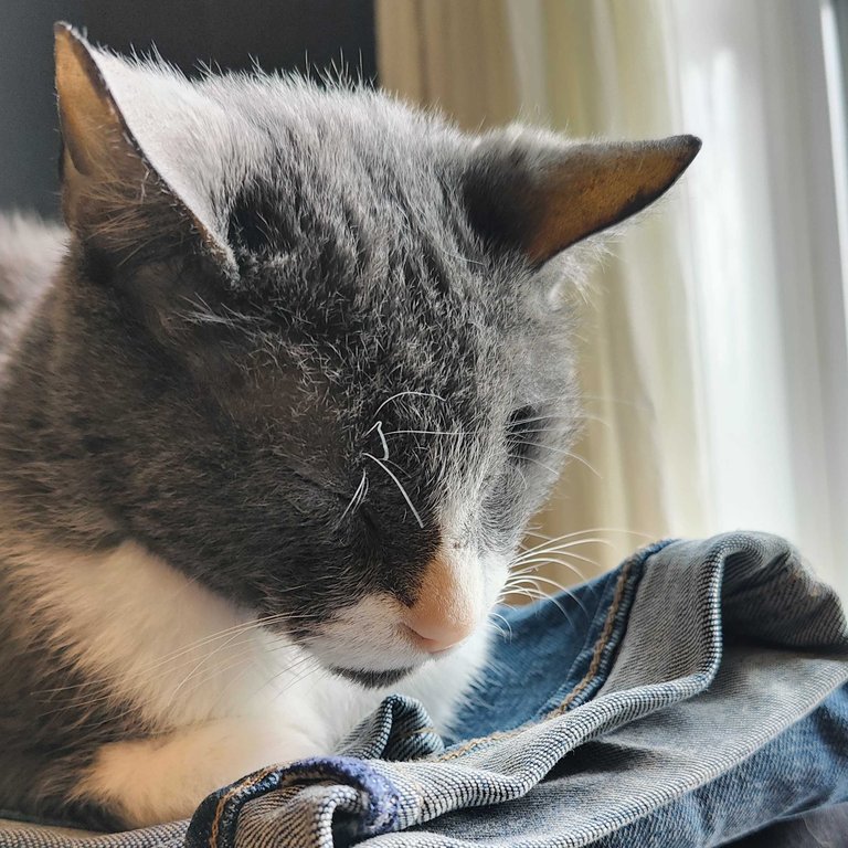 Ken's cat, Sampson