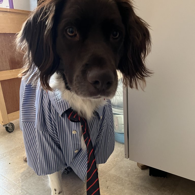 Nicole's dog, Hunter, in a shirt and tie
