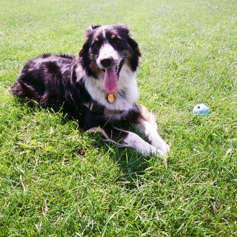 Sarah's dog
