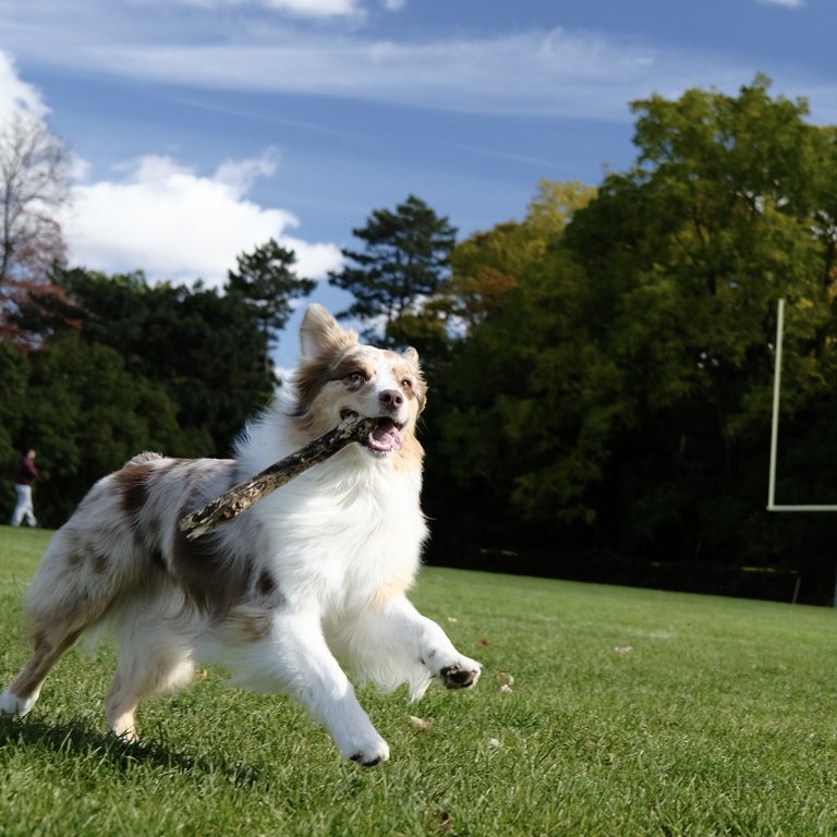 Tallen's dog
