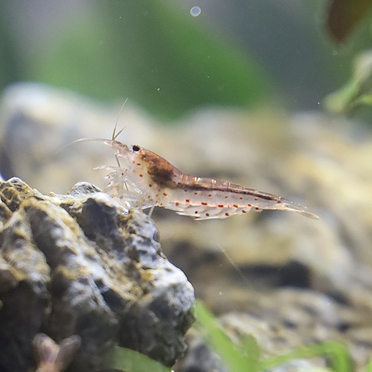 Tyler's shrimp, Jacques
