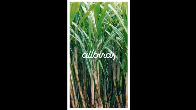 Merchant Stories by Shopify – Allbirds — Shopify